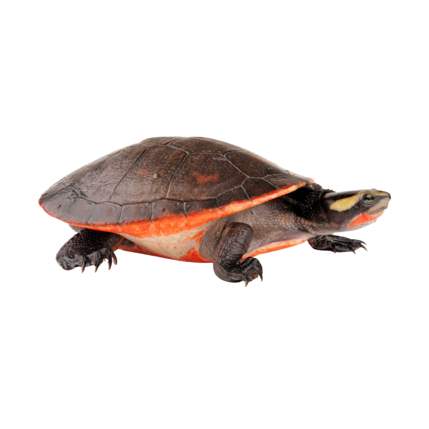 Tartaruga-de-Barriga-Vermelha (Emydura subglobosa)