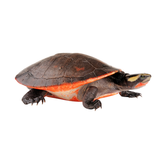 Tartaruga-de-Barriga-Vermelha (Emydura subglobosa)