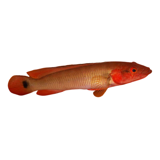 Crenicichla Red Tapajoz (Lugubria sp. “Tapajós”)