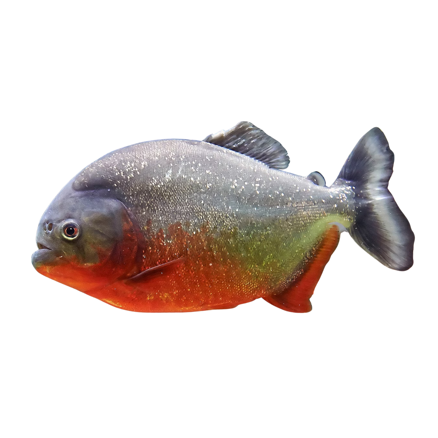 Piranha Vermelha (Pygocentrus nattereri)