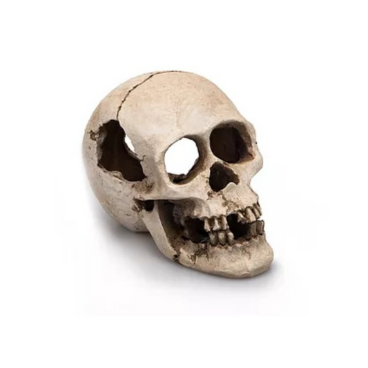 Caveira Human Skull