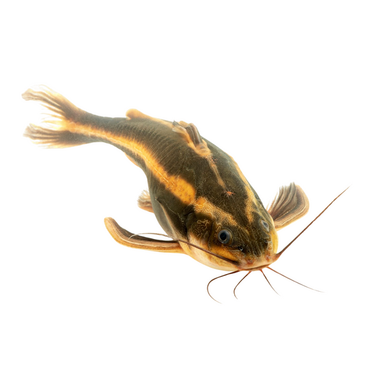 Platydoras armatulus