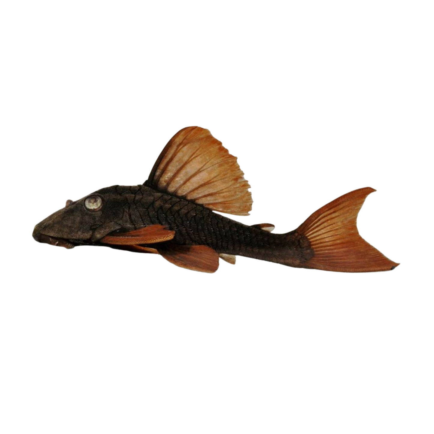 L137 (Hypostomus soniae) (M)