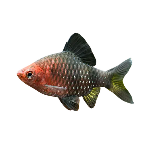 Barbo Ruby (Pethia nigrofasciata)