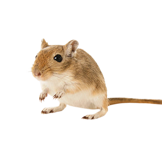 Gerbo (Meriones unguiculatus)