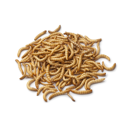 Tenébrio 100gr