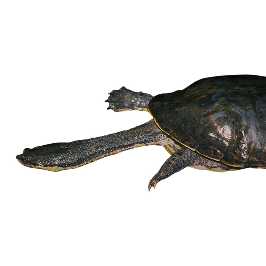 Tartaruga Pescoço de Cobra (Hydromedusa tectifera)