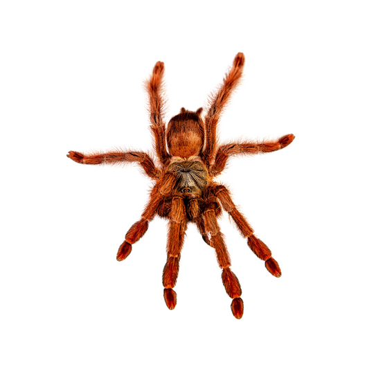 Amazonius germani