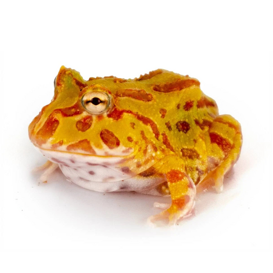 Pacman Albino (Ceratophrys cranwelli)