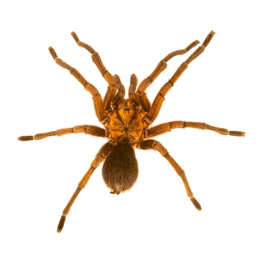 Phormictopus cancerides