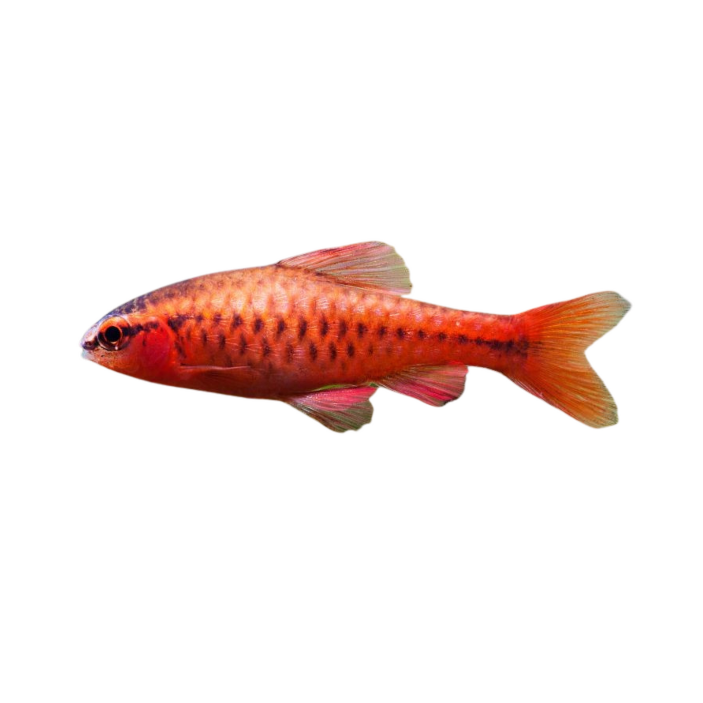 Barbo-cereja (Puntius titteya)