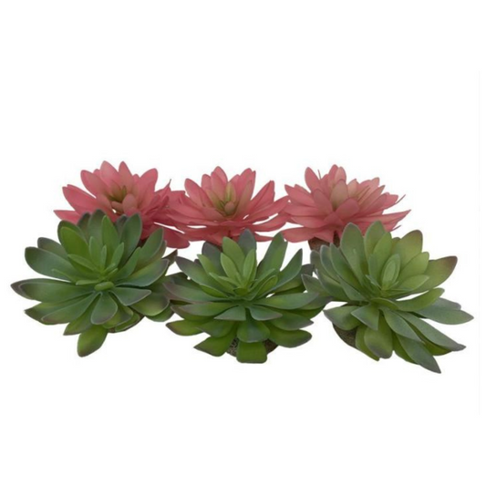 Planta Terrário Echeveria  🌿