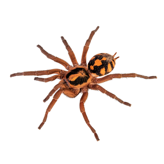 Hapalopus formosura