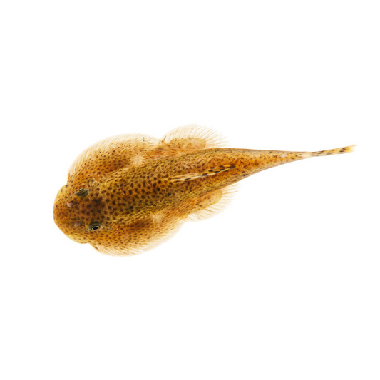 Peixe Lapa (Beaufortia leveretti)