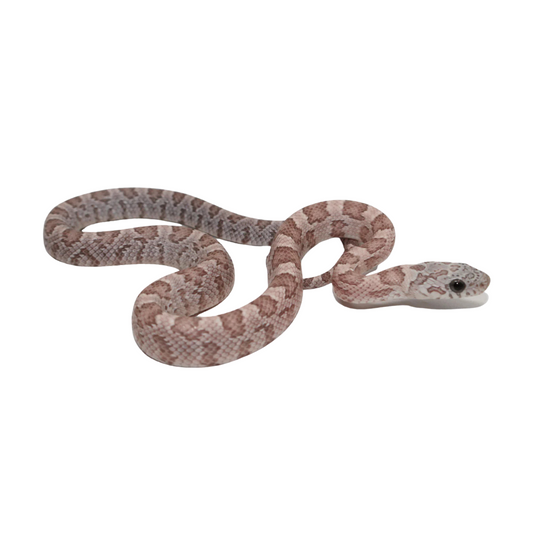 Cobra-do-milho Ghost Sunkissed (Pantherophis guttatus)