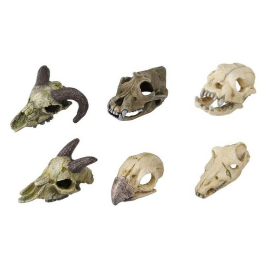 Decoração Skull Mini 💀🐠