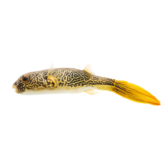 Peixe-balão Gigante (Tetraodon mbu)