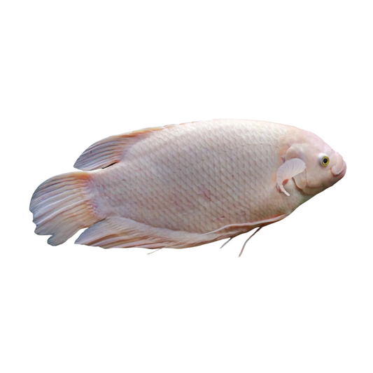 Gourami Gigante Leucistico (Osphronemus goramy)