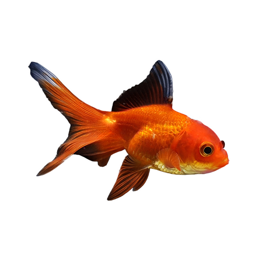 Fantail Vermelho (carassius auratus)