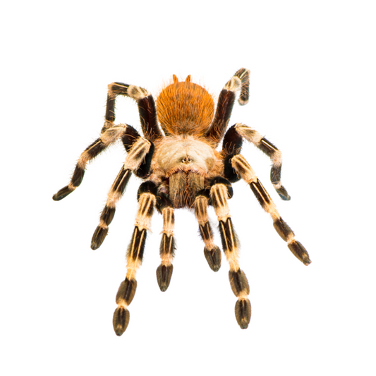 Nhandu chromatus
