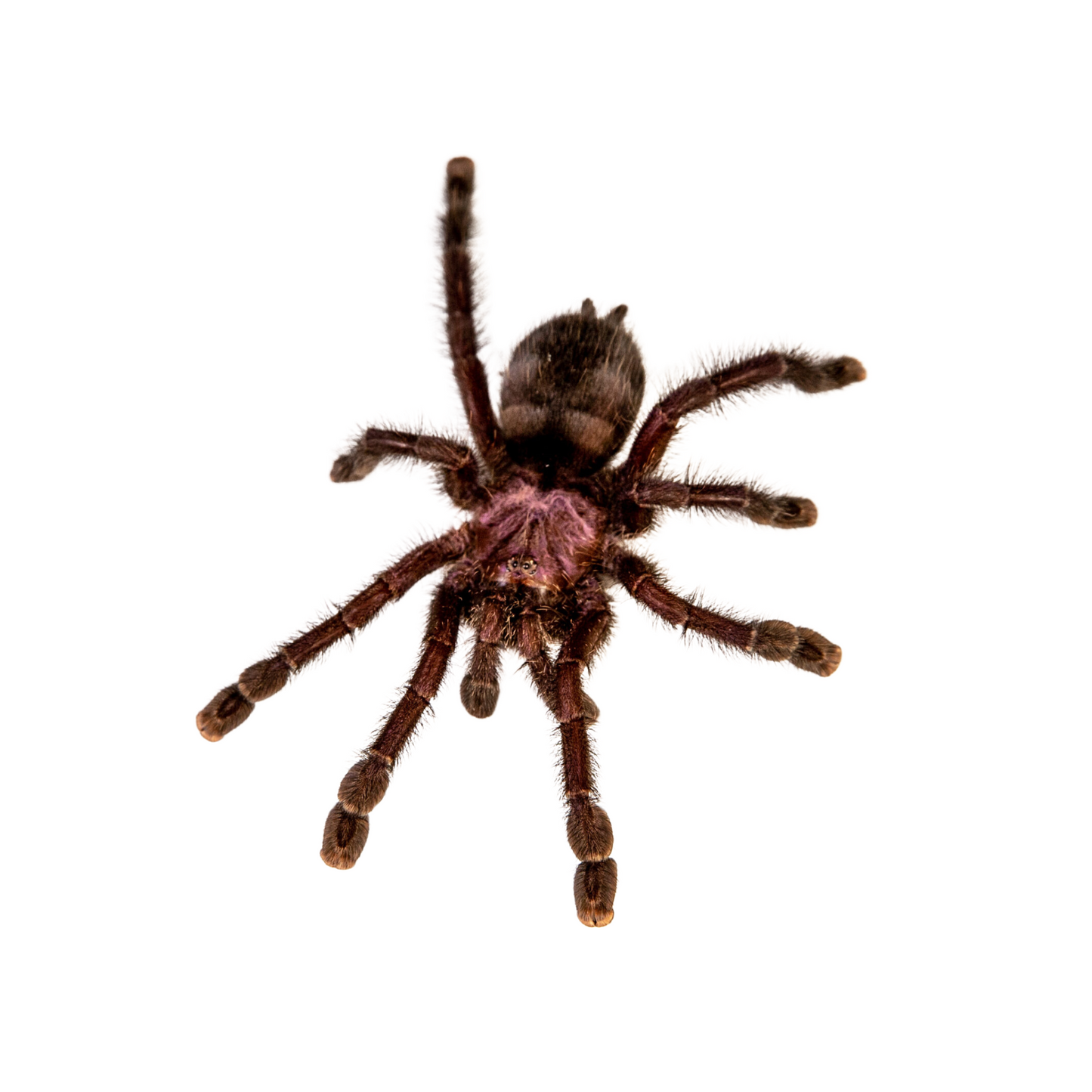 Avicularia purpurea