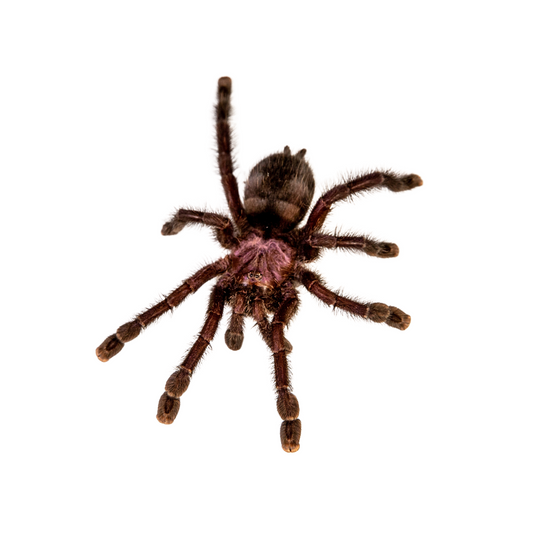 Avicularia purpurea