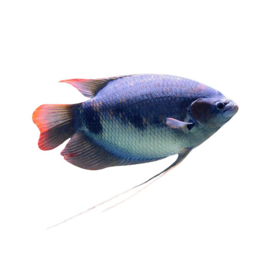 Gourami Gigante Red Tail (Osphronemus laticlavius)
