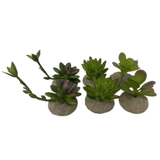 Planta Terrário Succulents 🌵