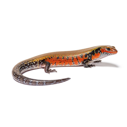 Fire Skink (Lepidothyris fernandi)