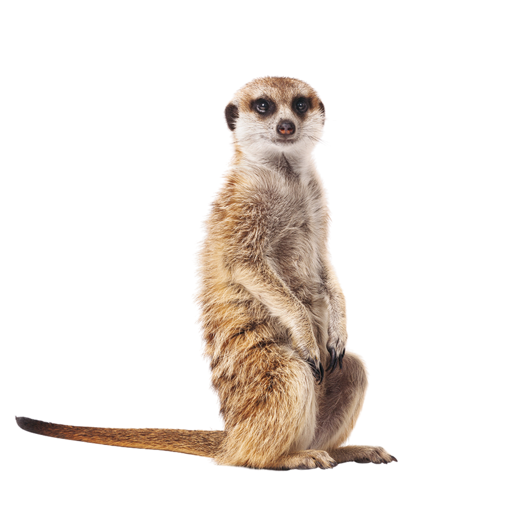 Suricata (Suricata suricatta)-Microchip 900250001082585 – Jaspet