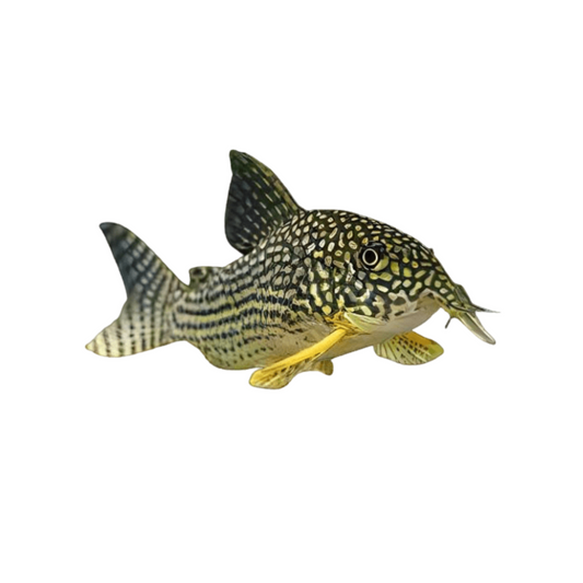 Coridora Sterbai (Corydoras sterbai)