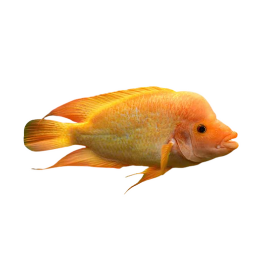 Red Devil  (Amphilophus labiatus)