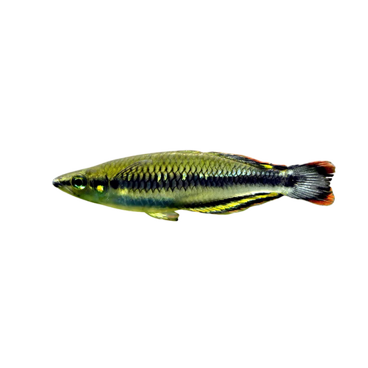 Bedotia Madagascar (Bedotia geayi)