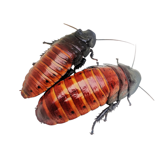 Barata Gigante de Madagáscar (Gromphadorhina portentosa)