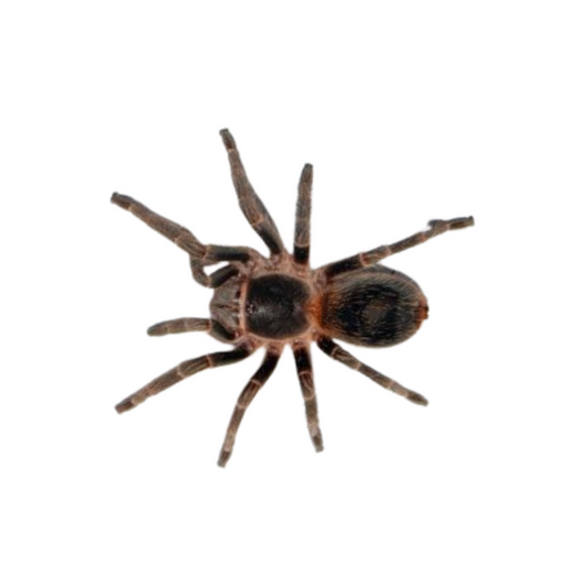 Homoeomma orellanai