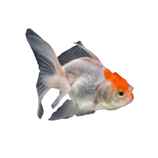 Oranda Vermelho Branco (carassius auratus)