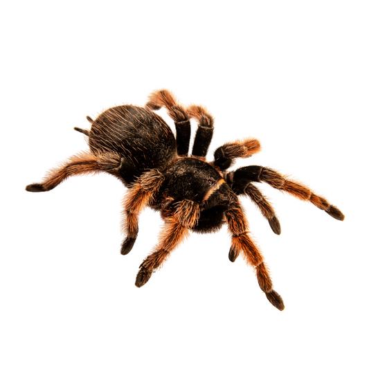 Brachypelma klaasi