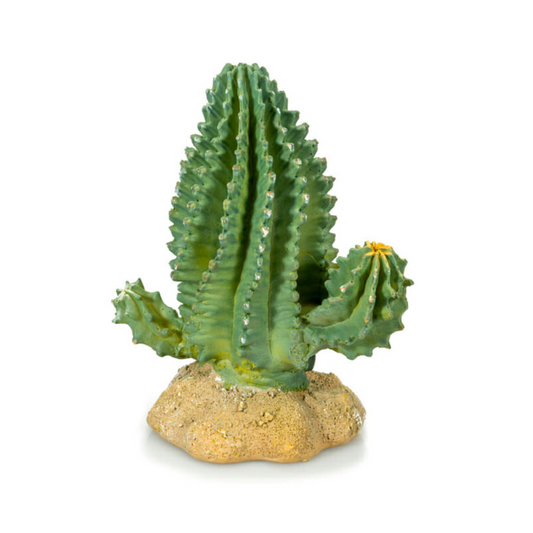 Cactus 1
