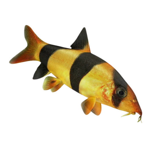 Bótia Palhaço (Chromobotia macracanthus)