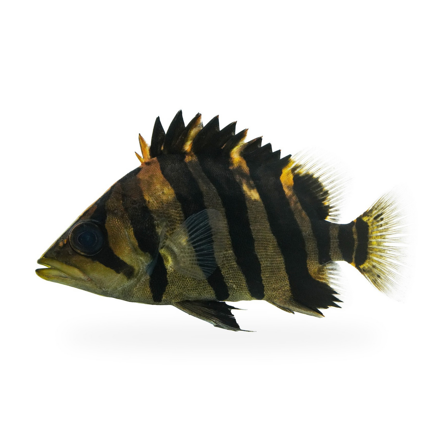 Datnioides microlepis
