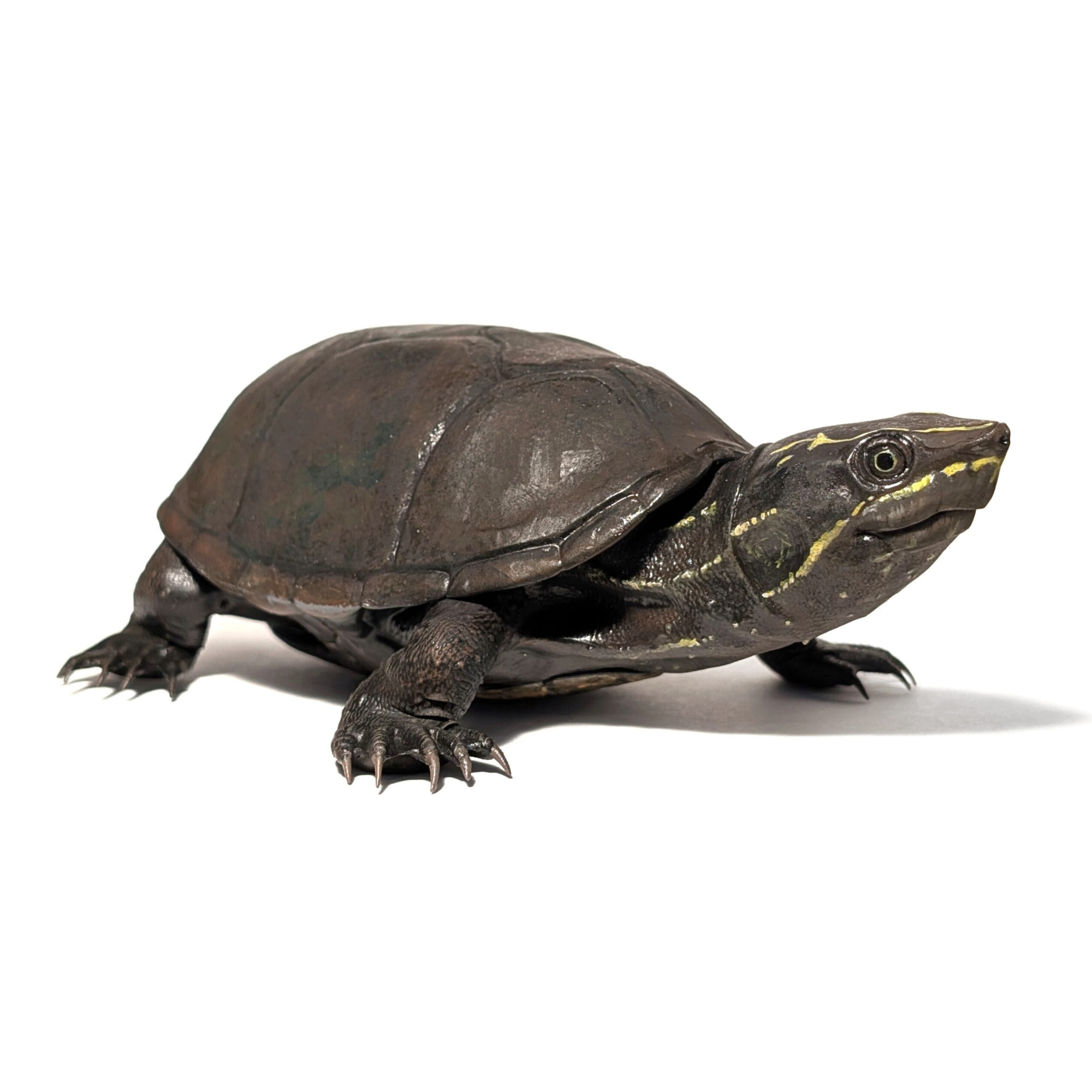 Tartaruga Almiscarada Comum (Sternotherus odoratus) – Jaspet