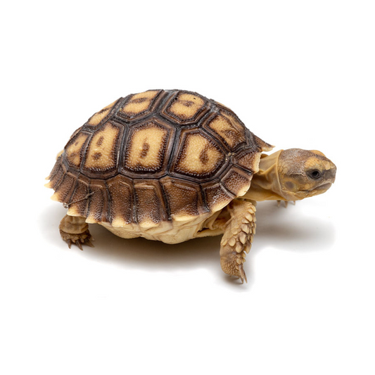 Tartaruga-Sulcada-Africana (Centrochelys sulcata)