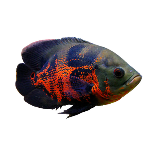 Oscar Tigre Vermelho (Astronotus Ocellatus)