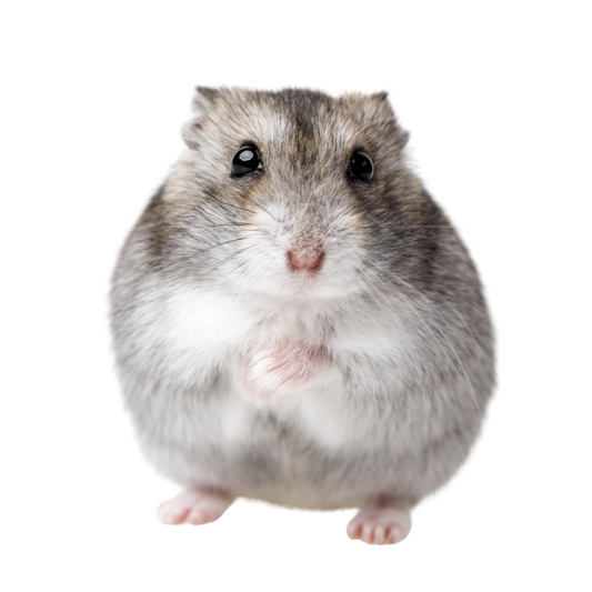 Hamster Anão Russo (Phodopus sungorus)