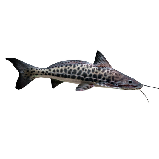 Vulture Catfish (Calophysus macropterus)