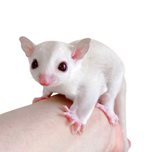 Petauro do Açúcar Leucistico (Petaurus breviceps)