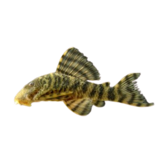 L226 (Panaqolus changae)