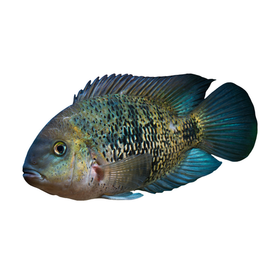 Monte-Cristo (Oscura heterospila)