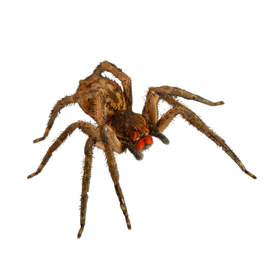Piloctenus haematostoma