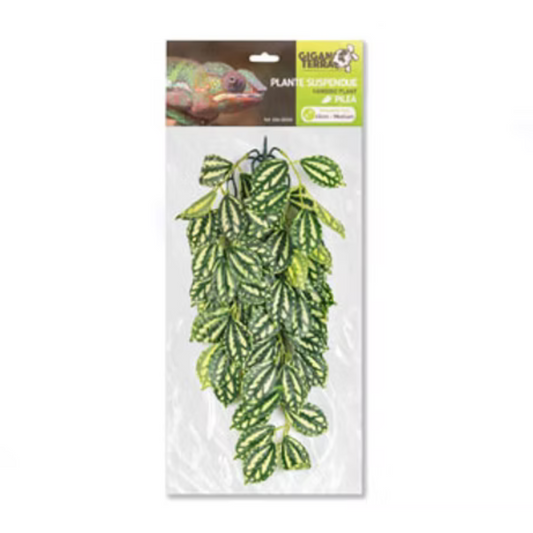 Planta Suspensa